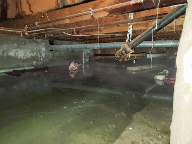 Best Water damage cleanup near me  in Hawaiian Beaches, HI